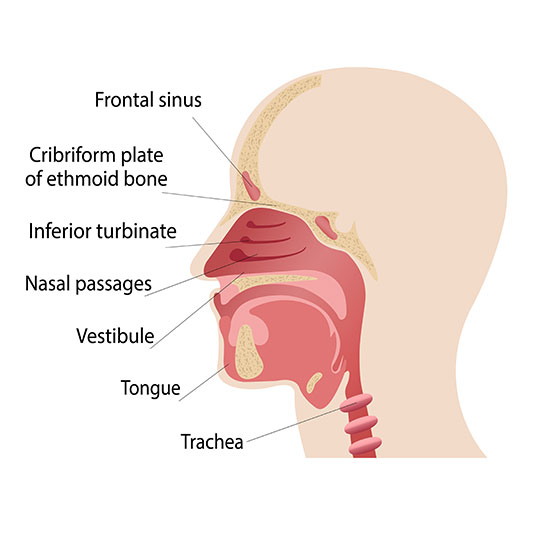 nasal-cavity-anatomy-img